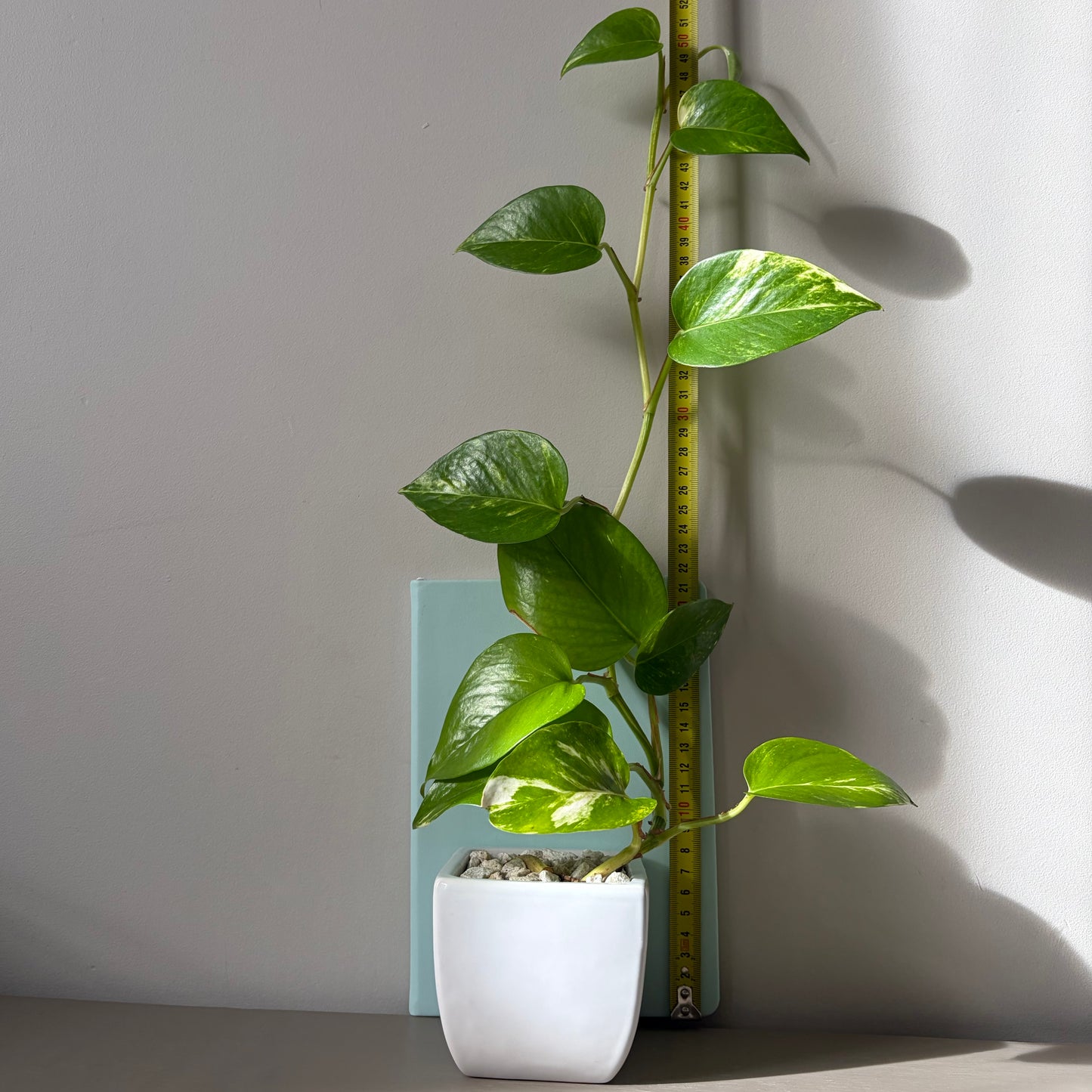 Long Trailing Golden Pothos in White Ceramic Planter