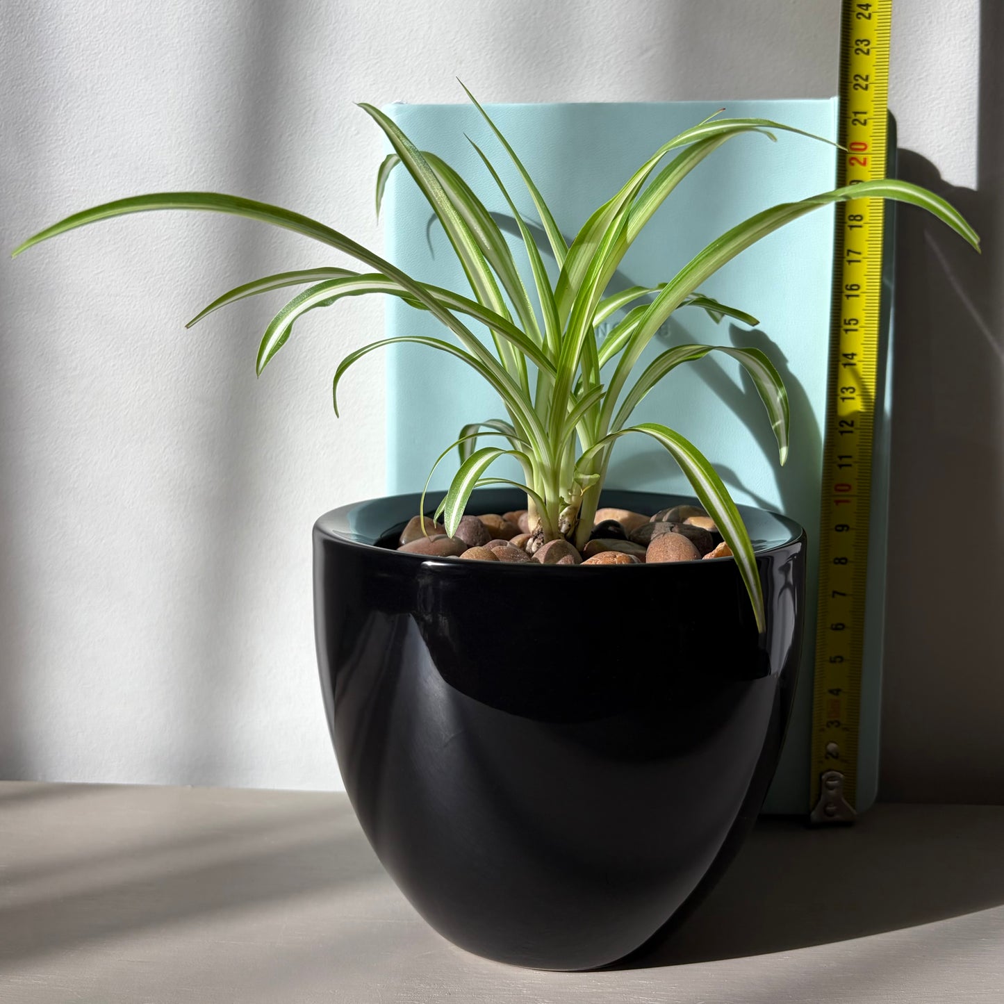 Spider Plant in Glossy Black Ceramic