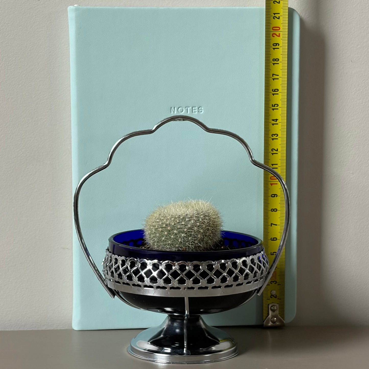 Mammillaria hahniana in Vintage Silver Dish