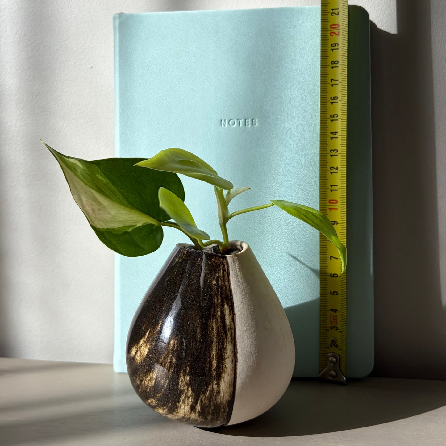 Philodendron ‘Brazil’ in Handmade Studio Pot