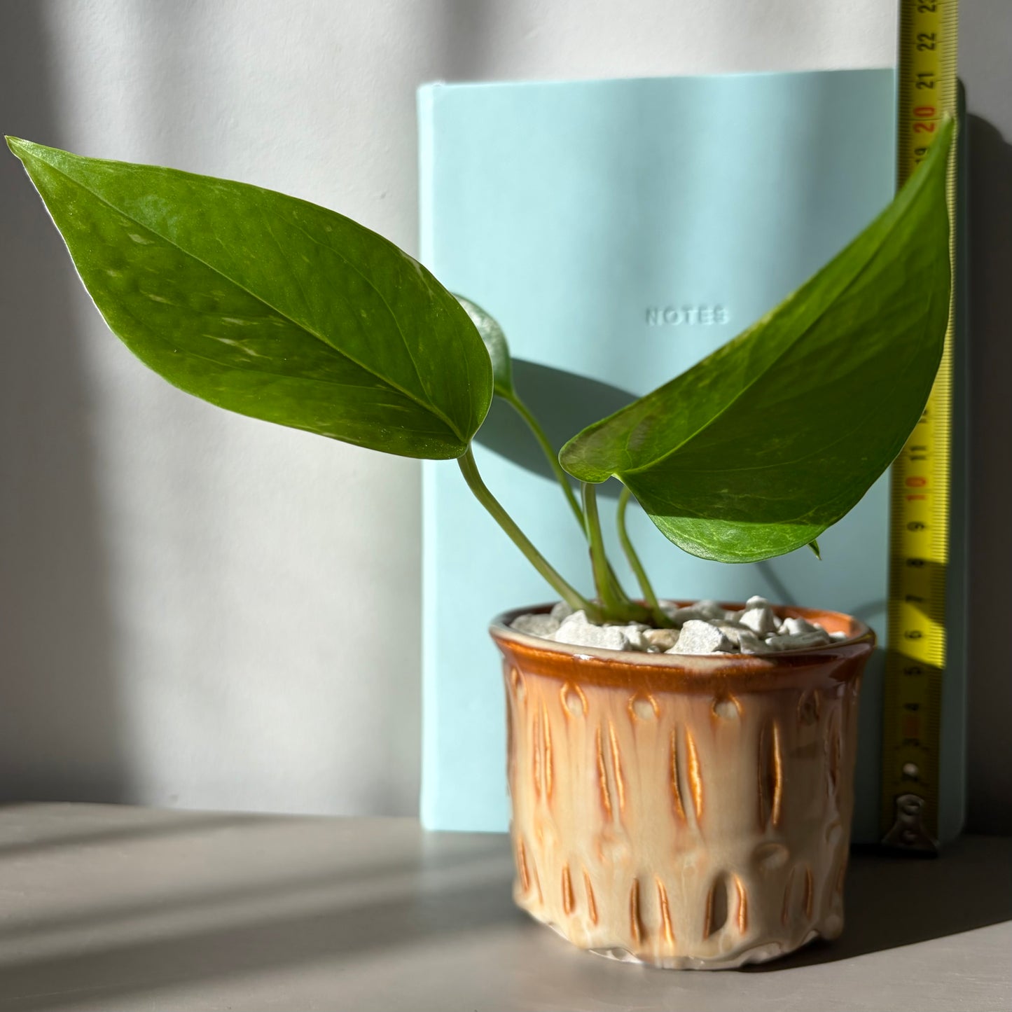 Golden Pothos in Drip Glazed Ceramic