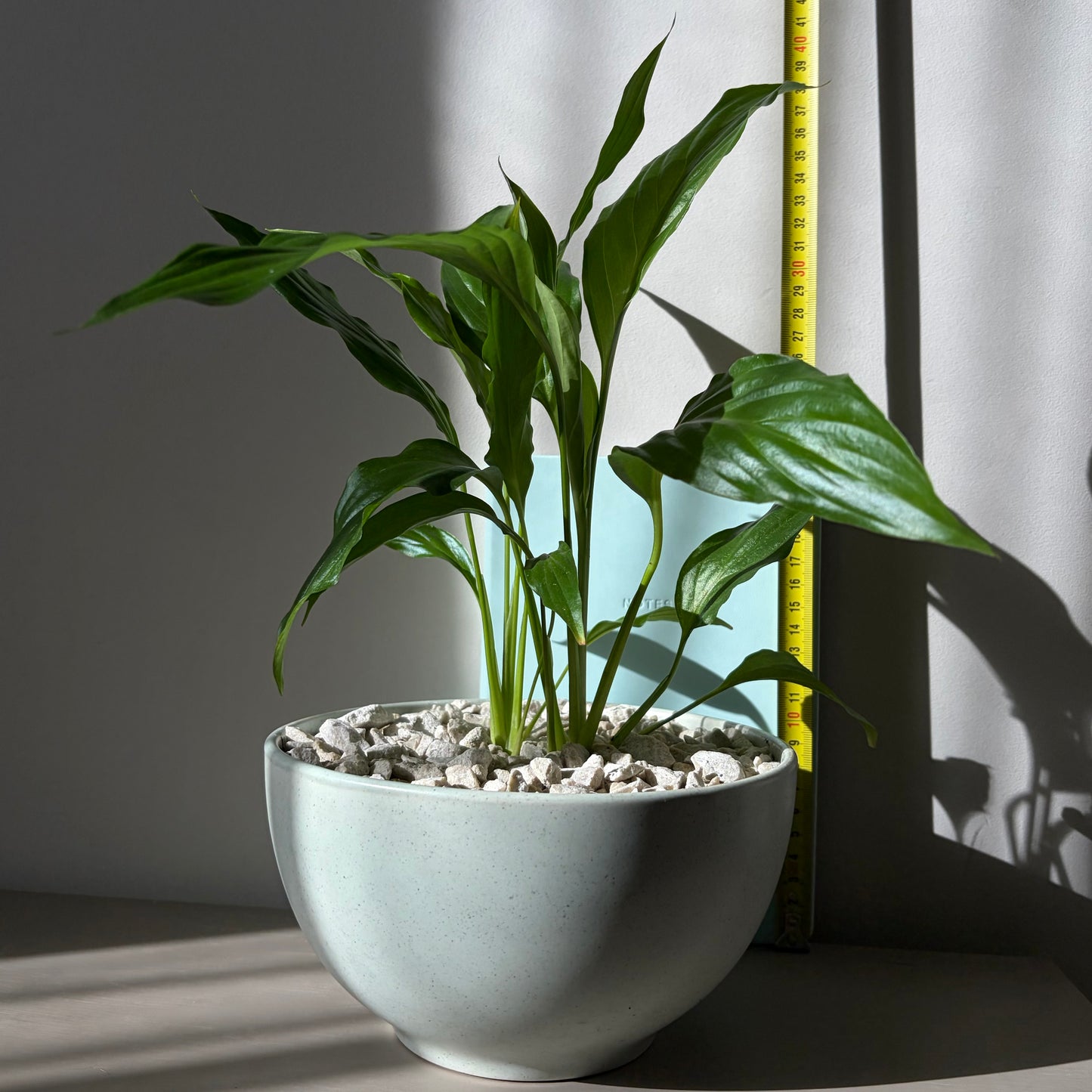 Peace Lily in a ceramic bowl