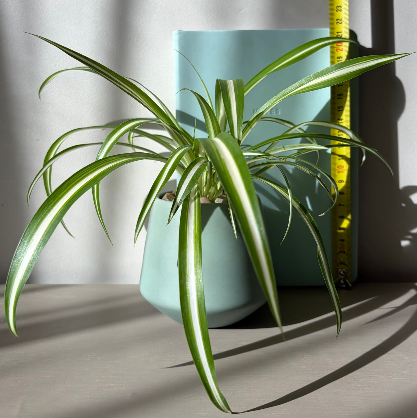Spider Plant in Coloured Terracotta (Full, 4 Plants)