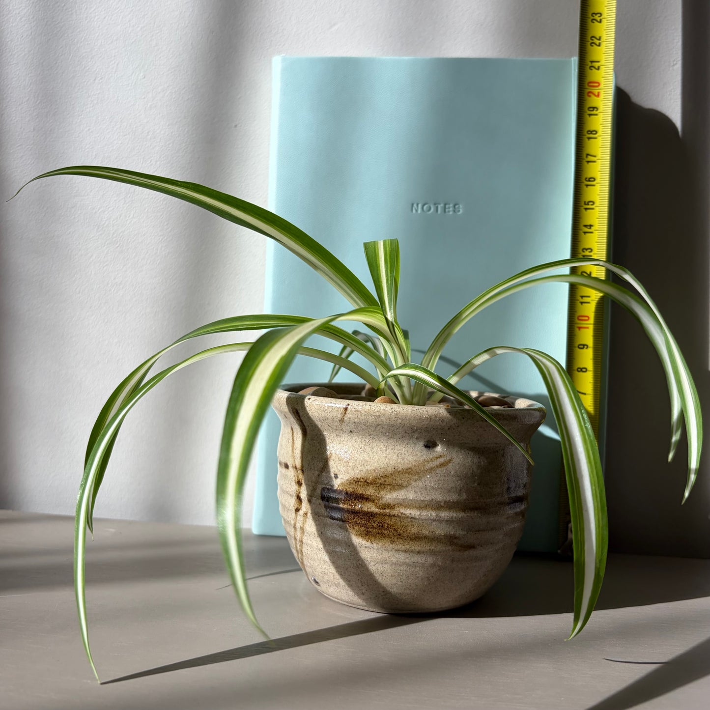 Spider Plant in Studio Pottery Planter