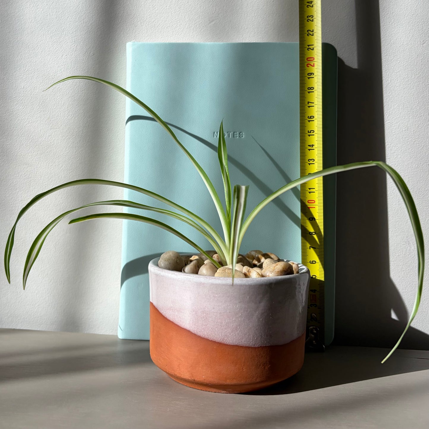 Spider Plant in Modern Two-Tone Ceramic Planter
