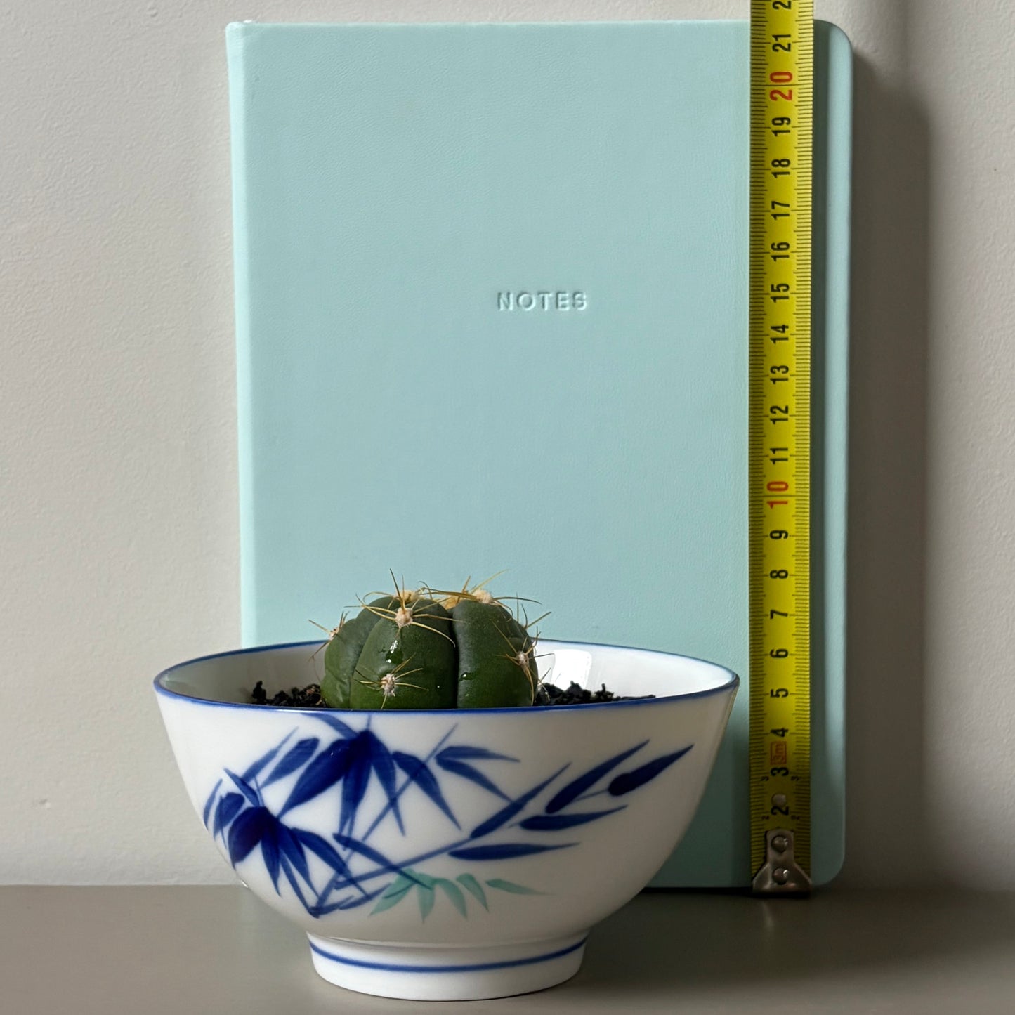 Gymnocalycium horstii in Vintage Japanese Porcelain