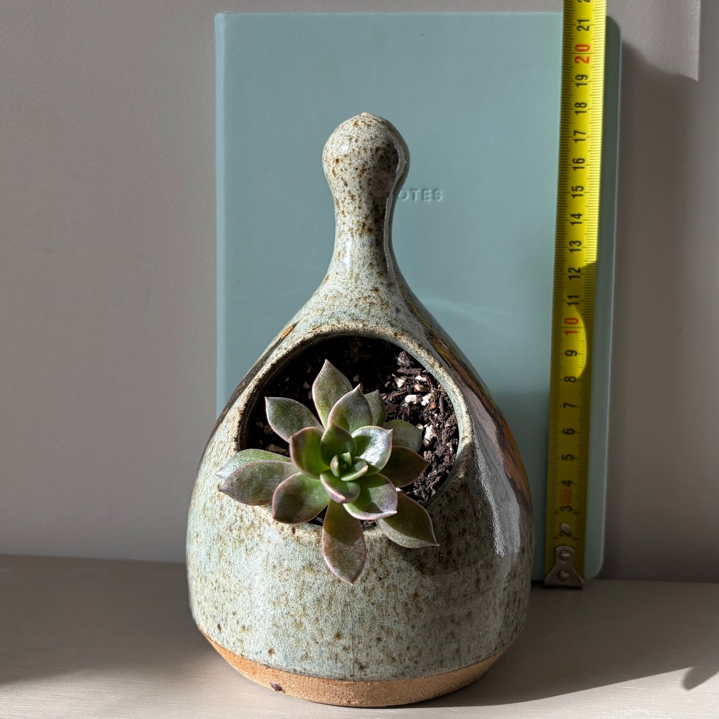 Black Prince Echeveria in Studio Pottery Salt Pig