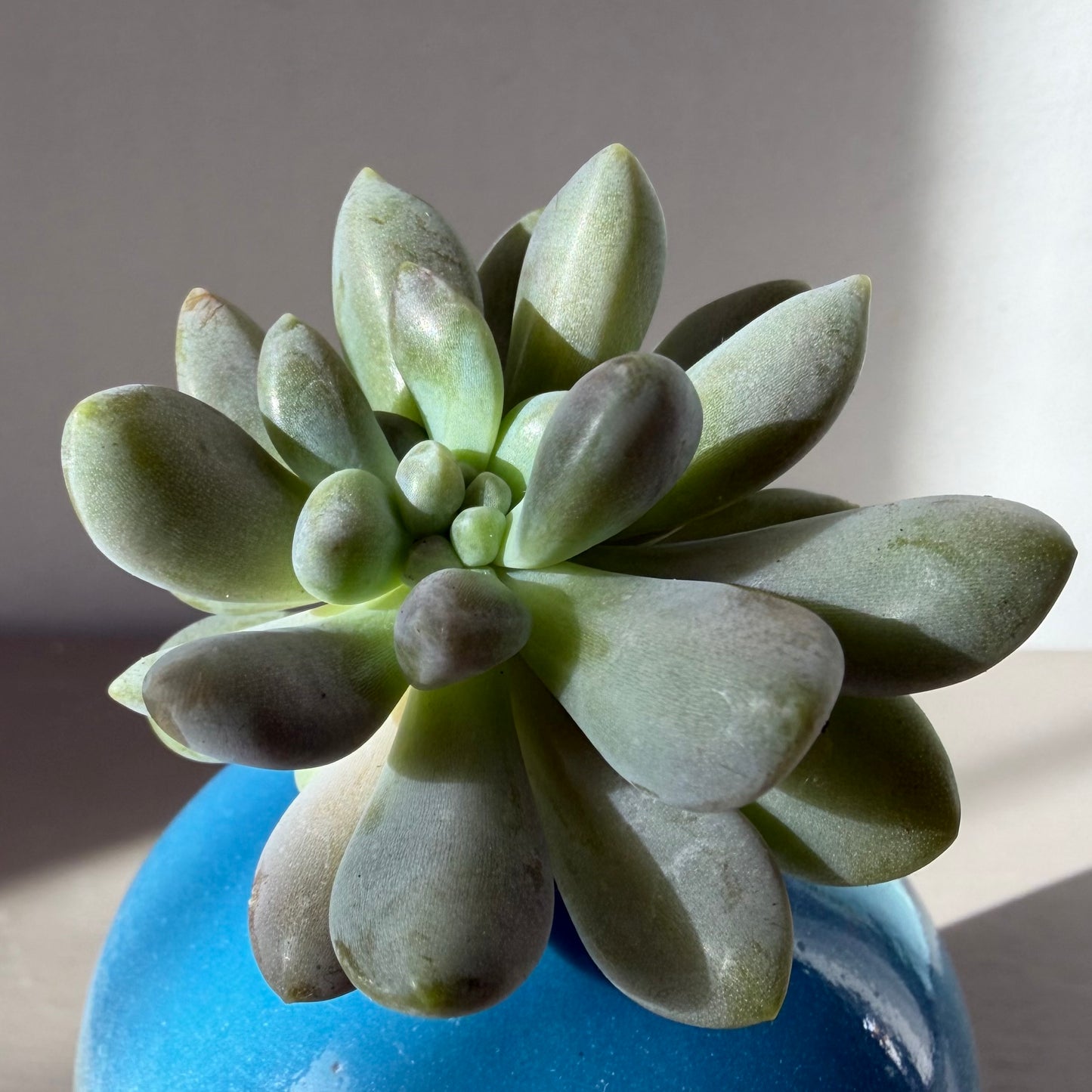 Moonstone succulent in Sass Belle Mojave vase