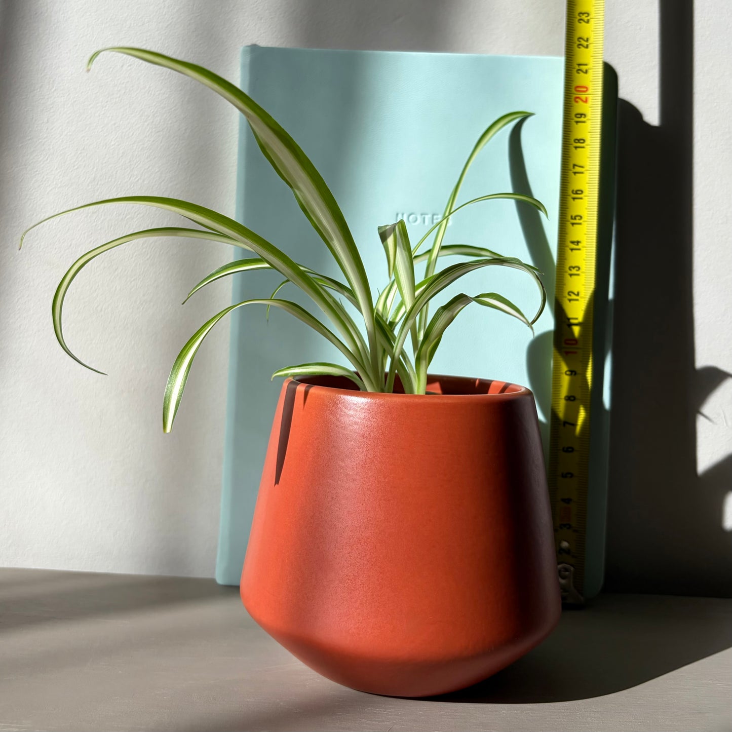 Spider Plant Cluster in Terracotta (3 Plants)