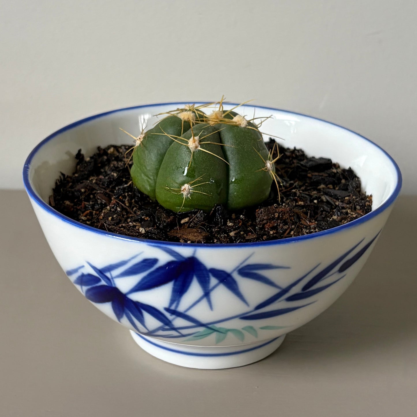 Gymnocalycium horstii in Vintage Japanese Porcelain