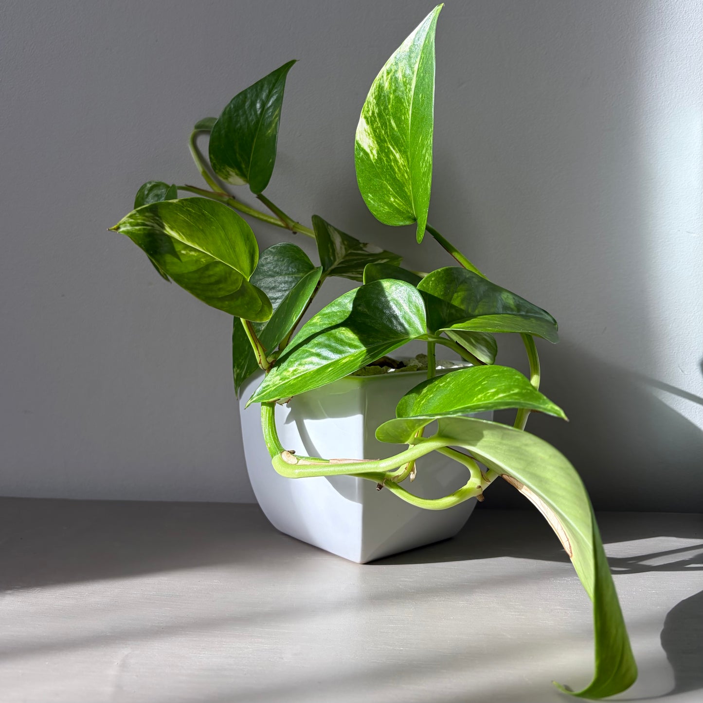 Long Trailing Golden Pothos in White Ceramic Planter