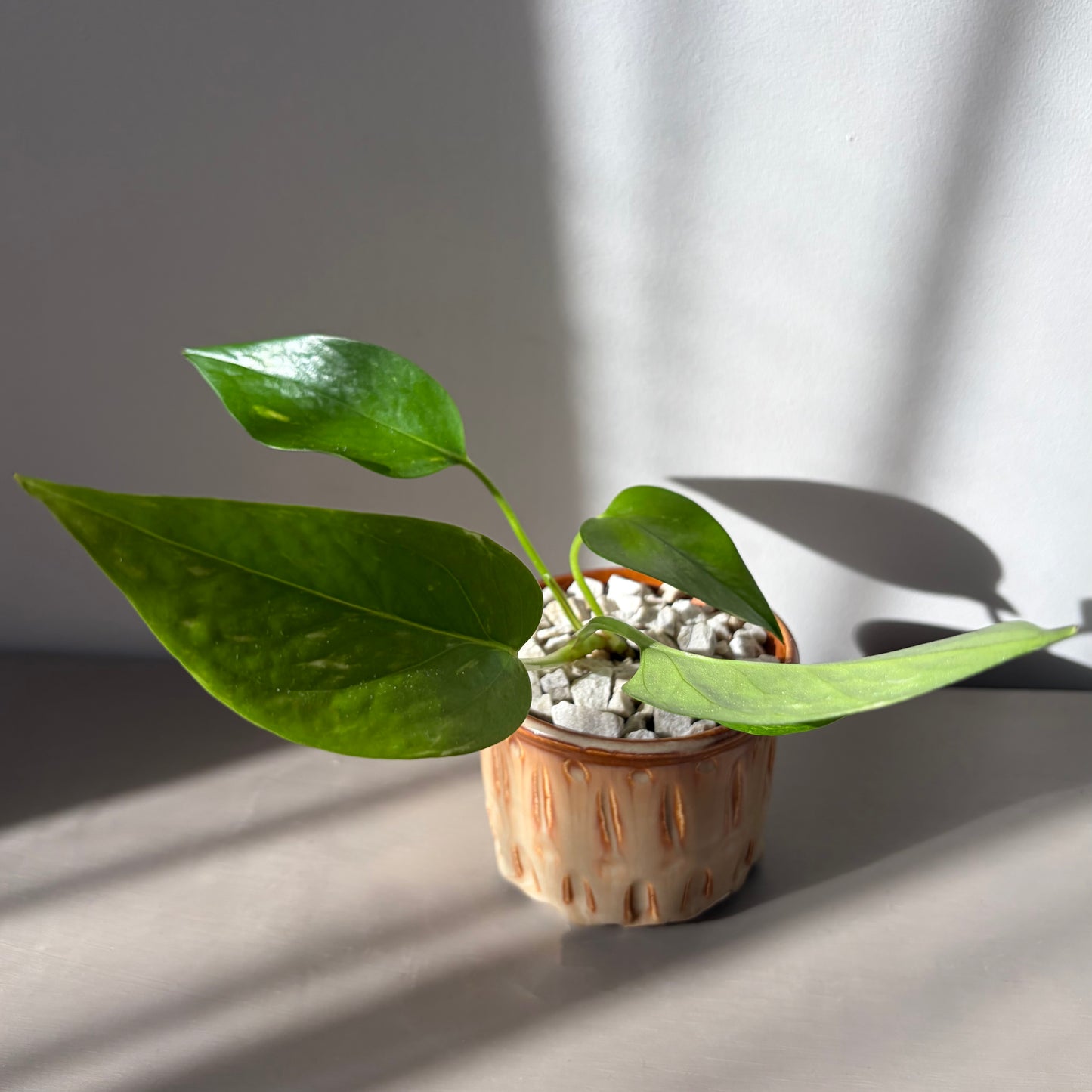 Golden Pothos in Drip Glazed Ceramic