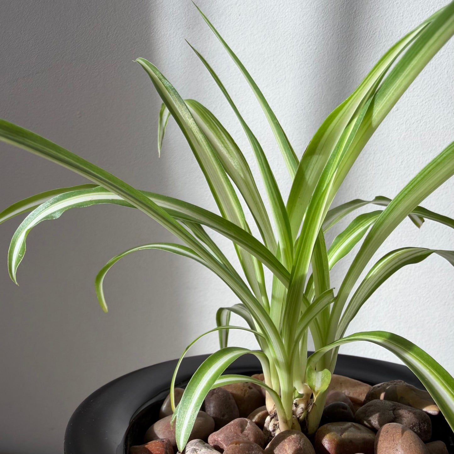 Spider Plant in Glossy Black Ceramic