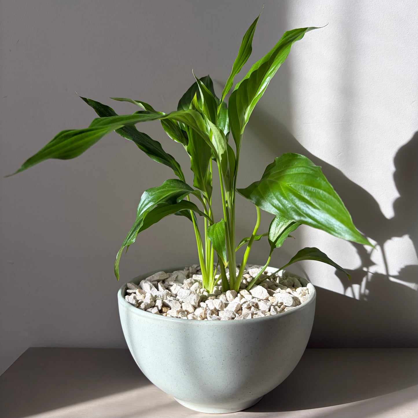 Peace Lily in a ceramic bowl