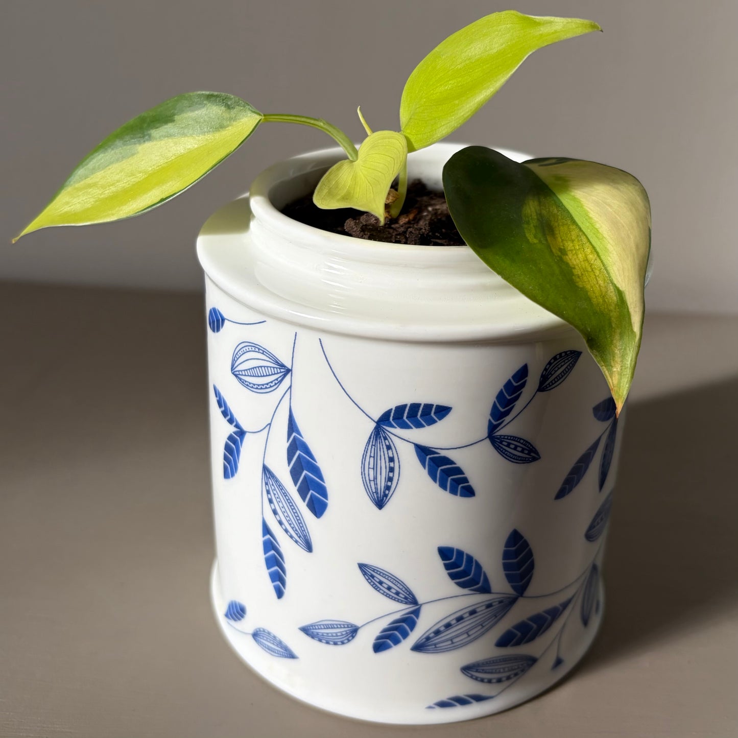 Philodendron Brasil in Vintage Di Antonio Ceramic Jar