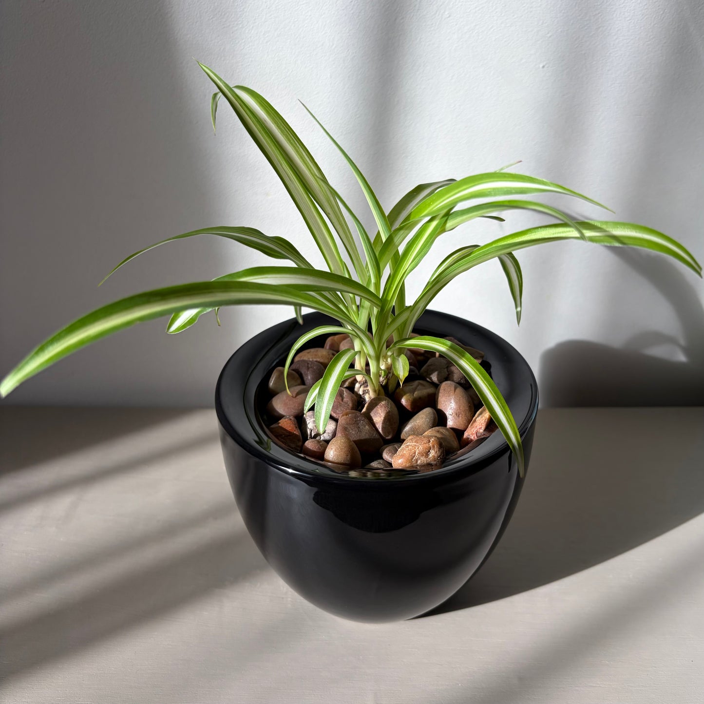 Spider Plant in Glossy Black Ceramic