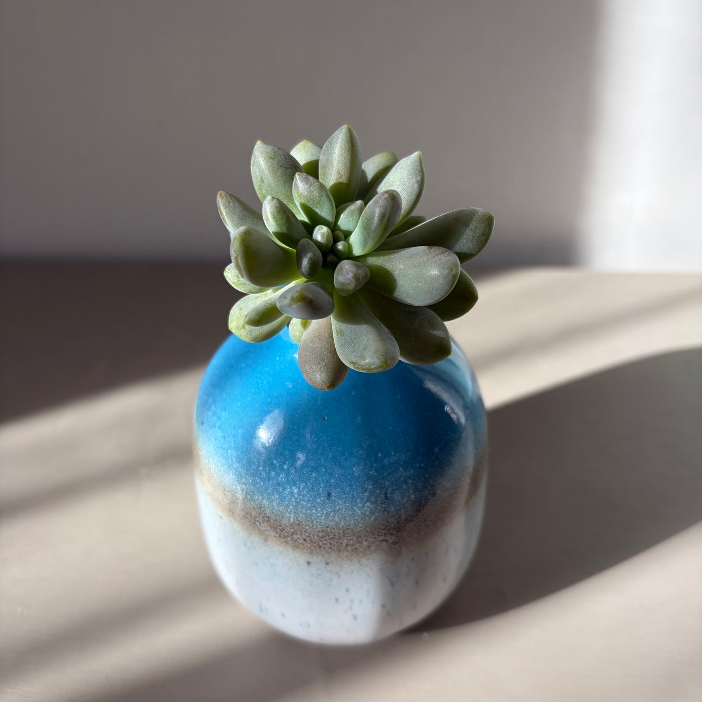 Moonstone succulent in Sass Belle Mojave vase