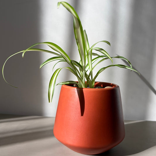 Spider Plant Cluster in Terracotta (3 Plants)