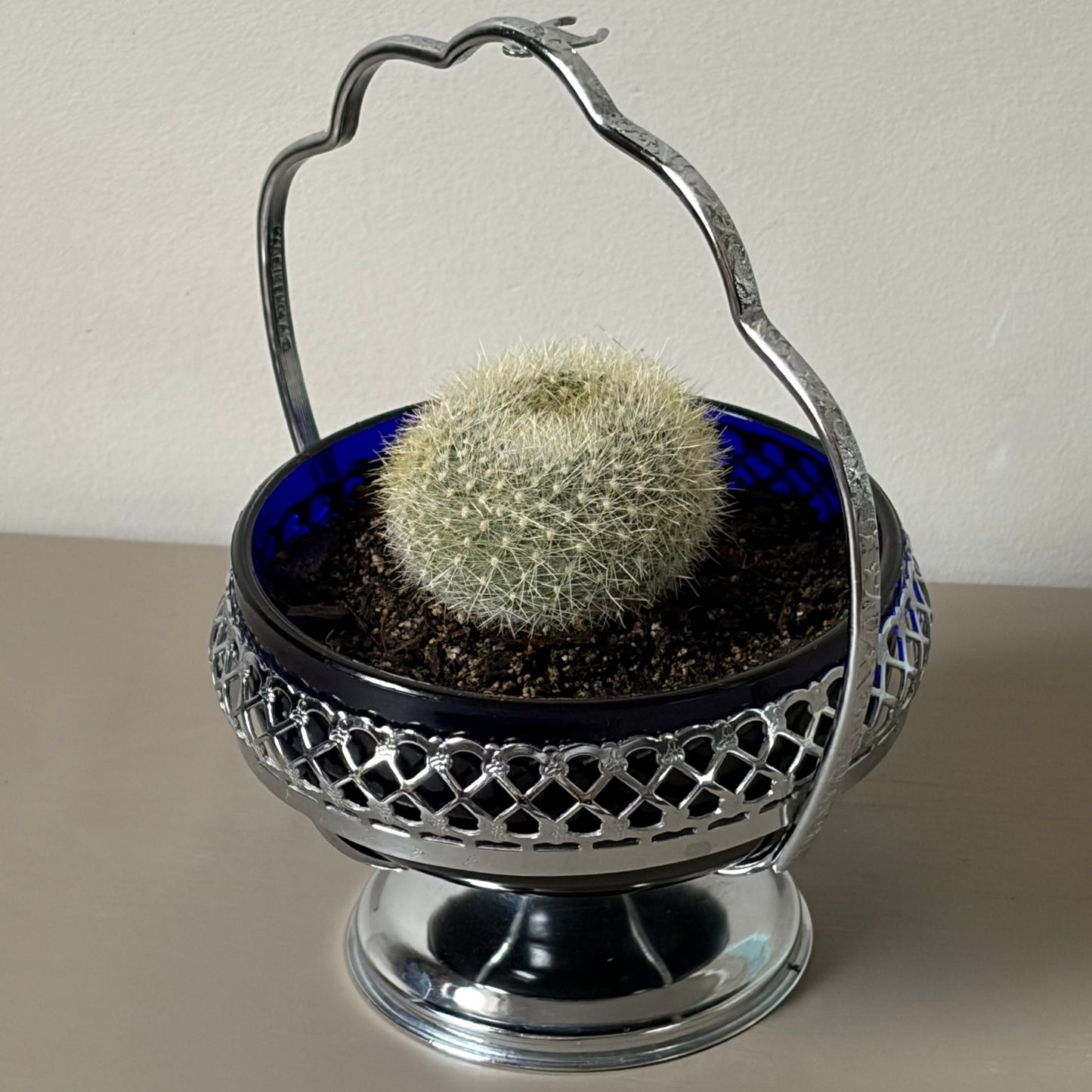 Mammillaria hahniana in Vintage Silver Dish