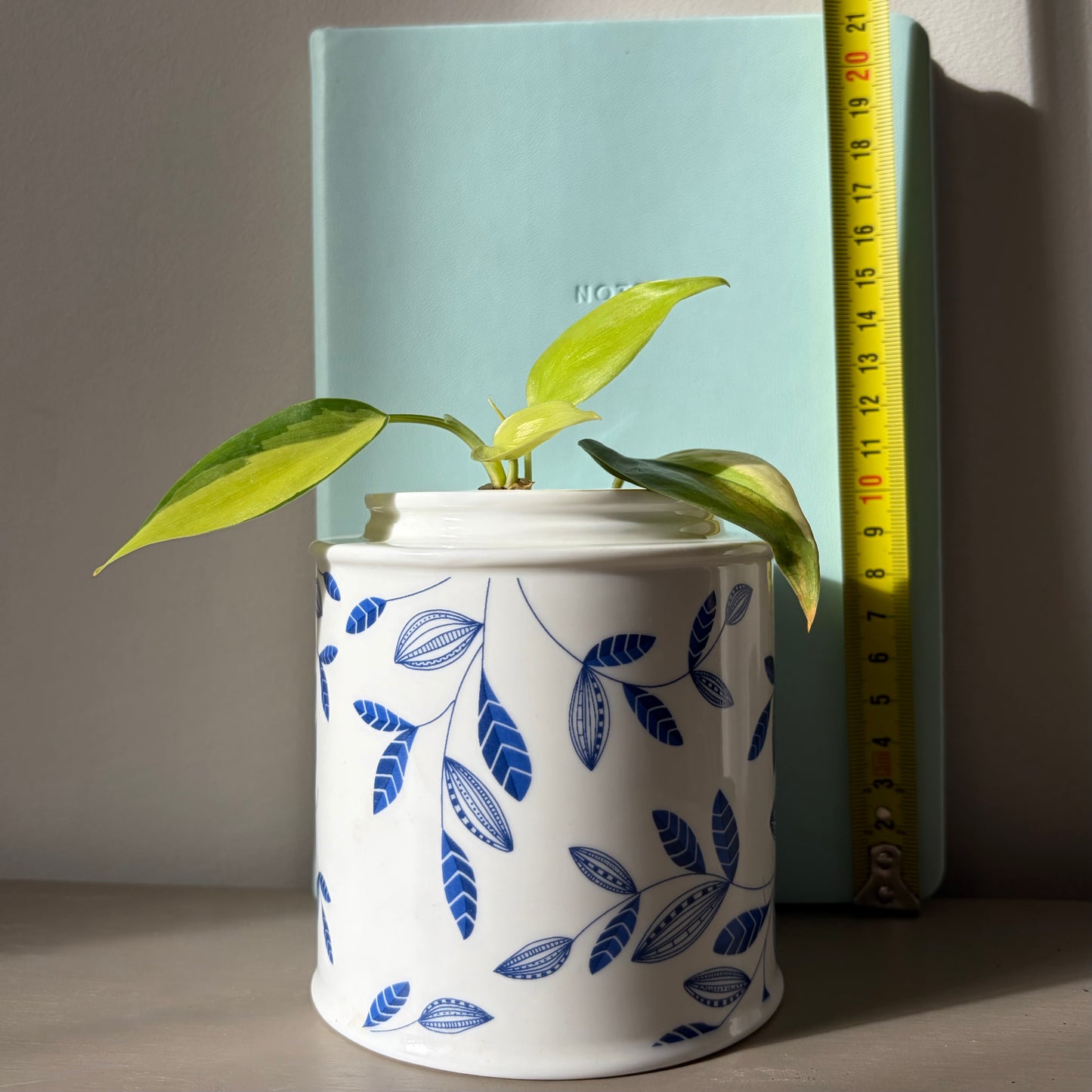 Philodendron Brasil in Vintage Di Antonio Ceramic Jar