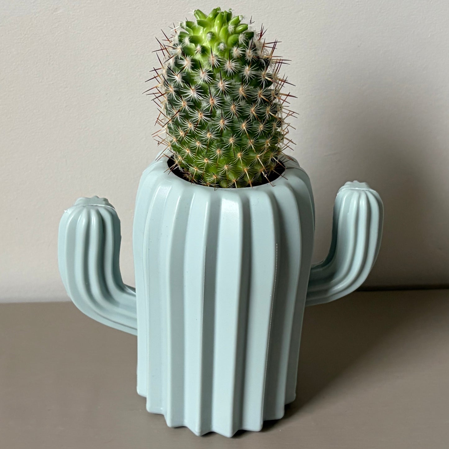 Mammillaria microhelia Cactus