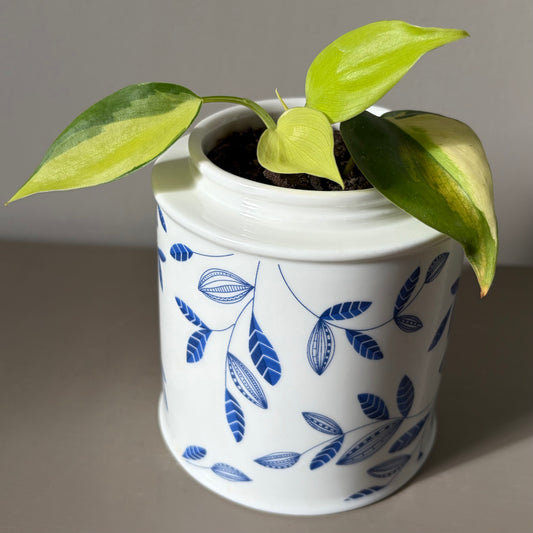 Philodendron Brasil in Vintage Di Antonio Ceramic Jar