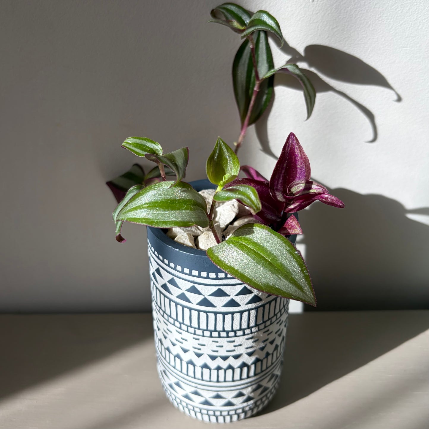 Tradescantia Zebrina in Tribal Ceramic Vase