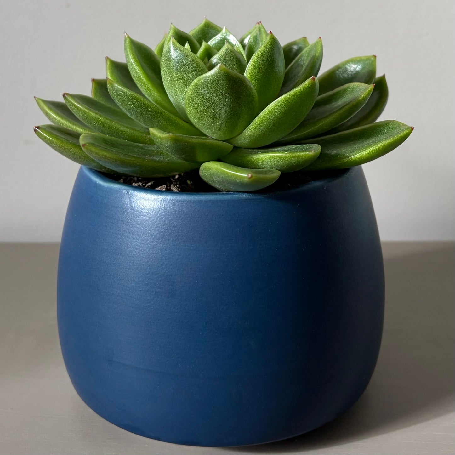 Echeveria Miranda in Blue Ceramic Pot