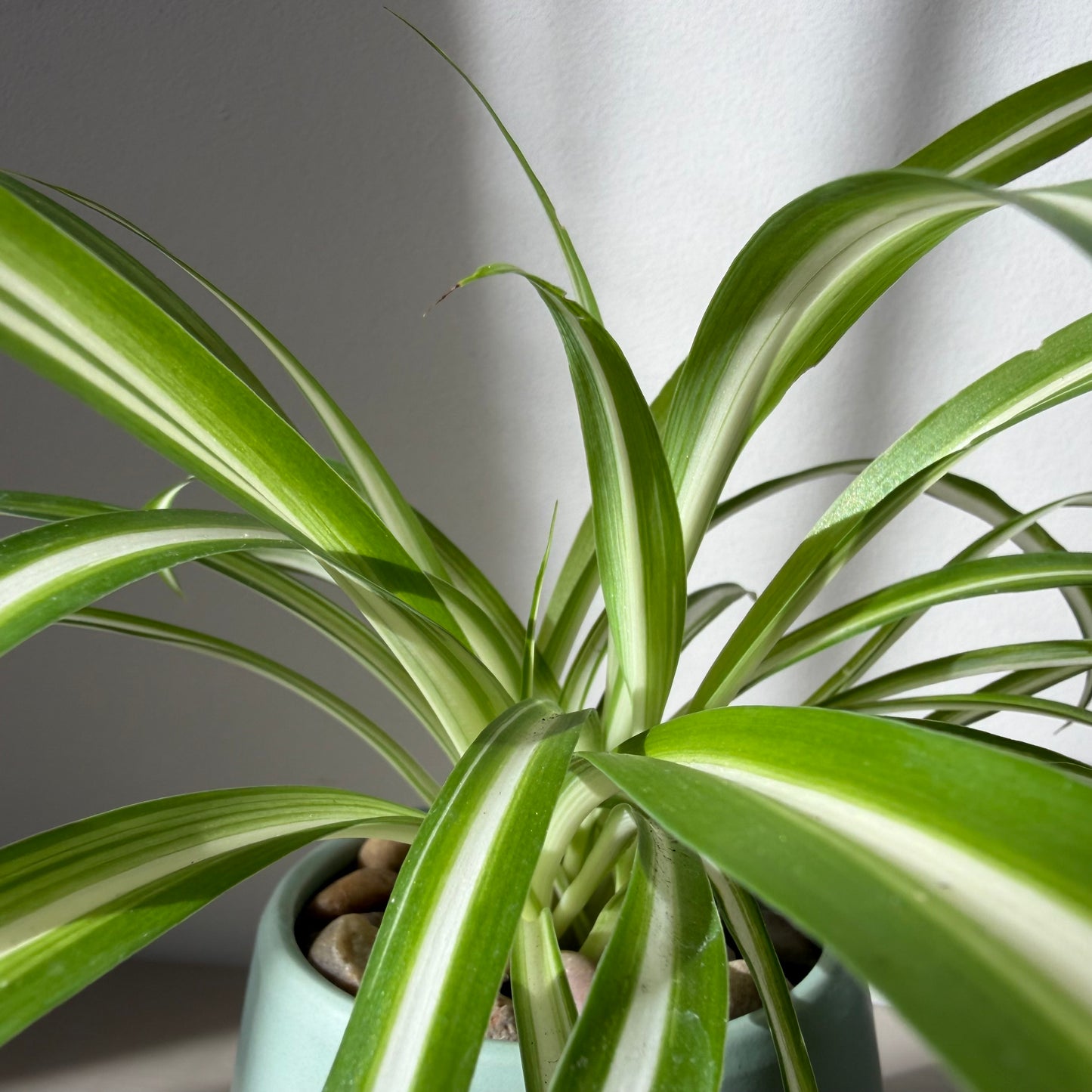 Spider Plant in Coloured Terracotta (Full, 4 Plants)