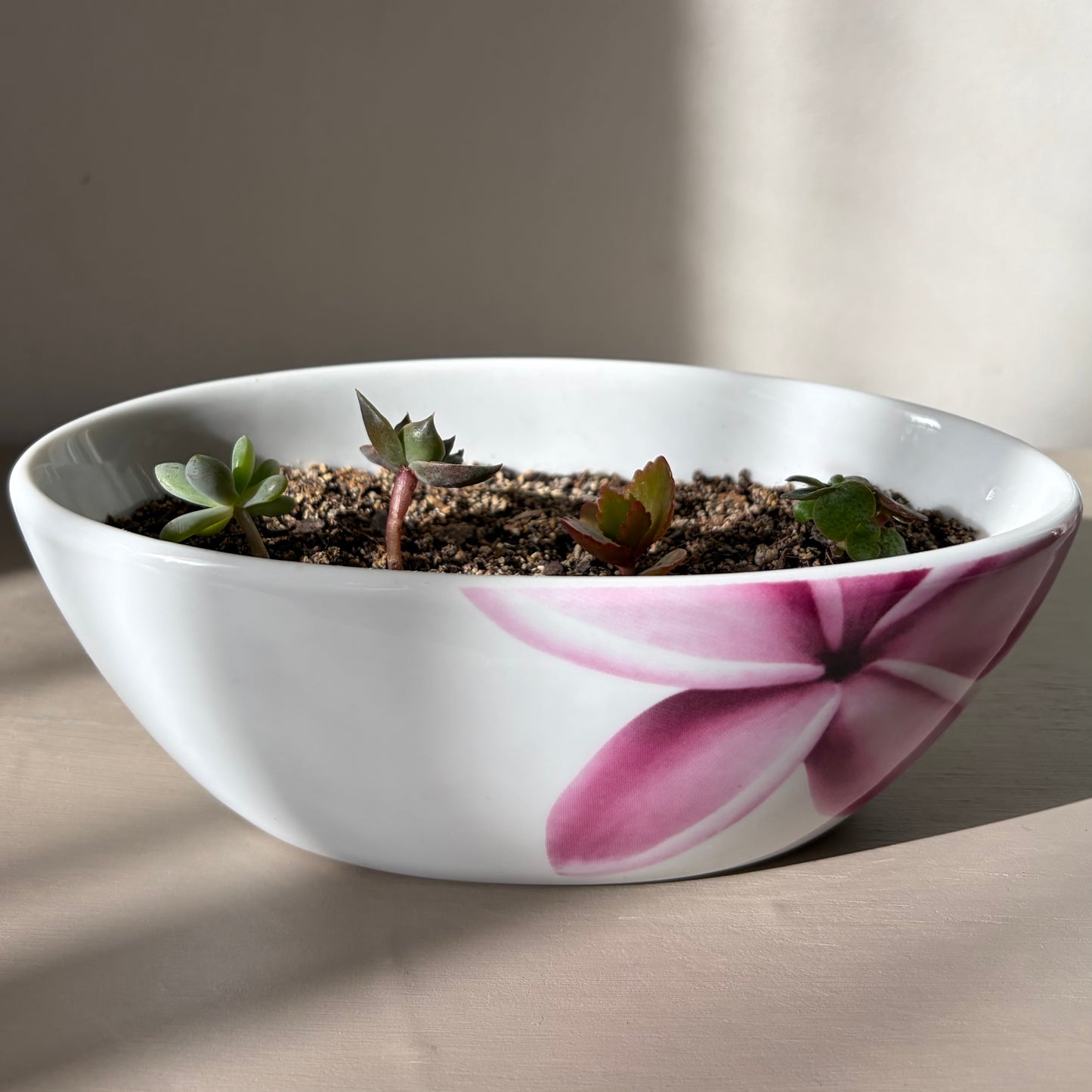 Succulent Collection in Villeroy & Boch Bowl