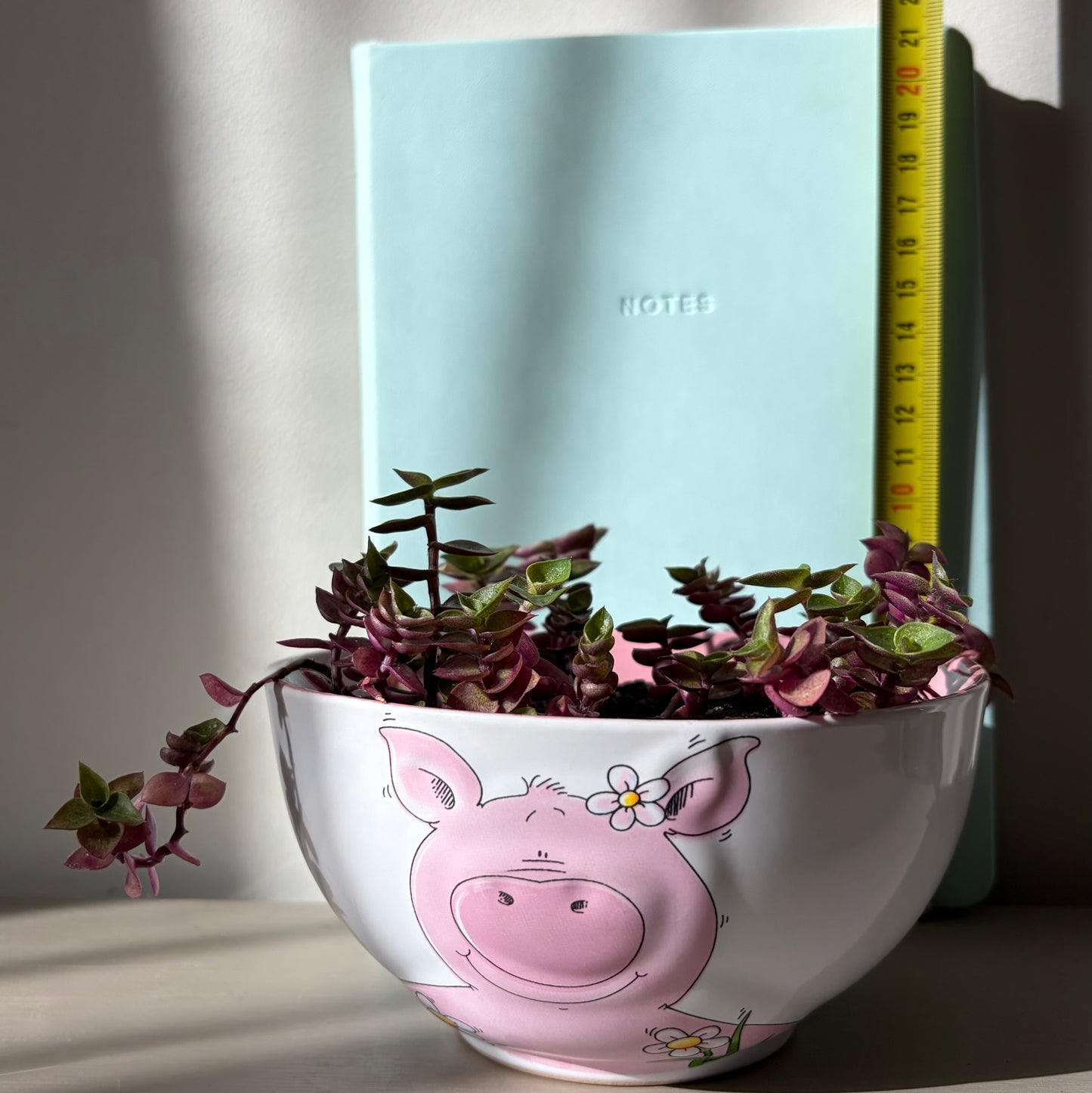 Callisia repens ‘Pink Bubbles’ in collectible pig bowl