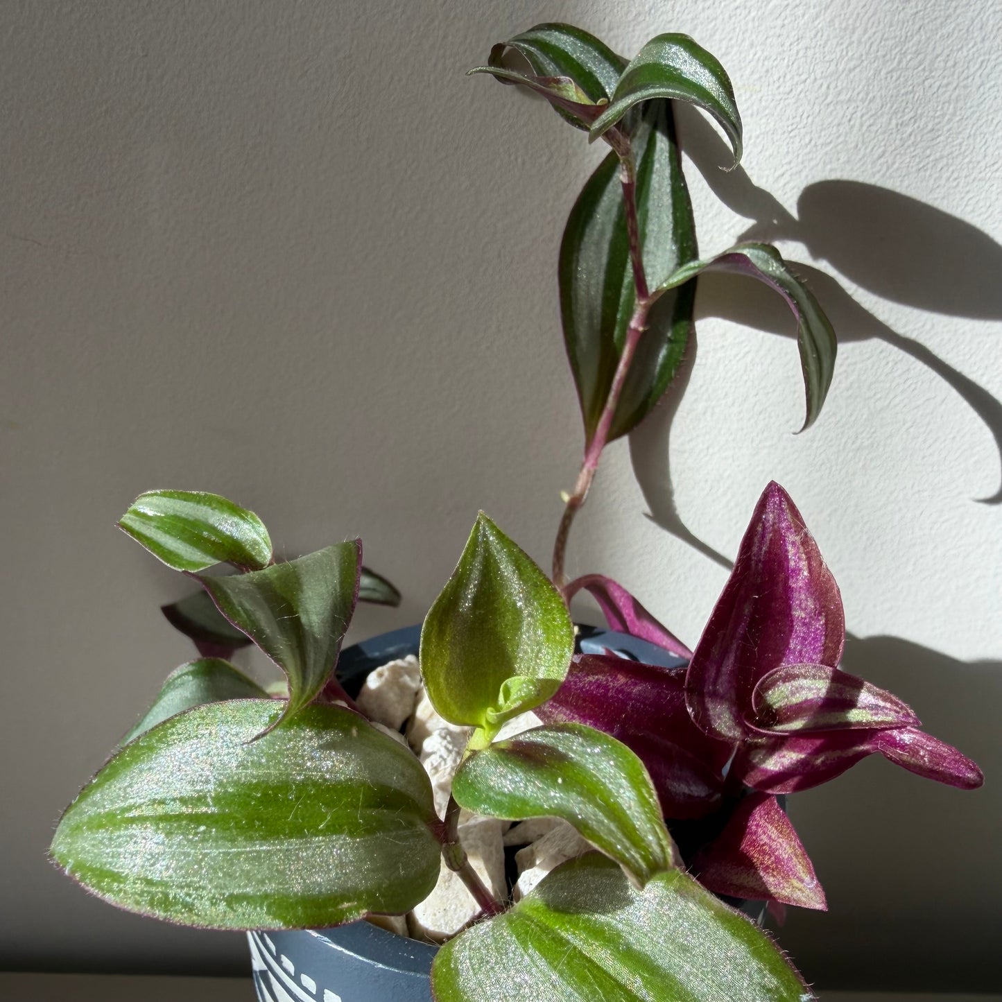 Tradescantia Zebrina in Tribal Ceramic Vase