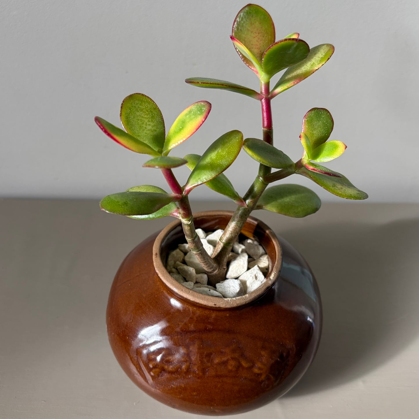 Brown Chinese Glazed Crock with Double-Headed Jade Plant