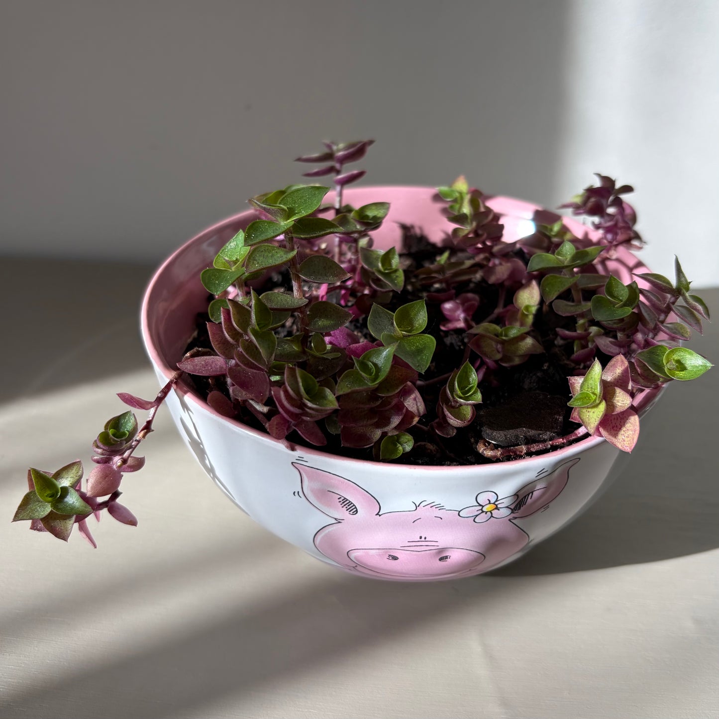 Callisia repens ‘Pink Bubbles’ in collectible pig bowl