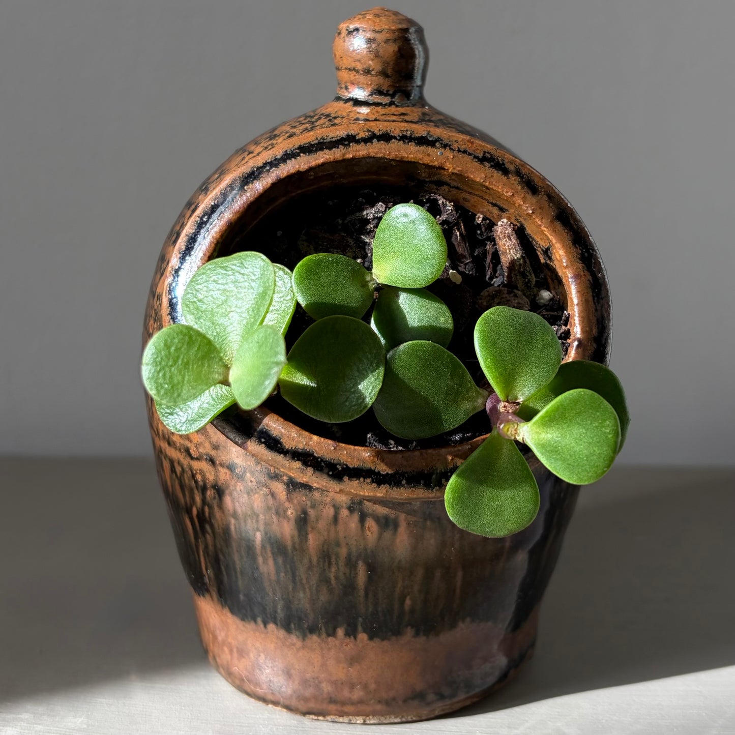 Elephant Bush Trio in Studio Pottery Salt Pig