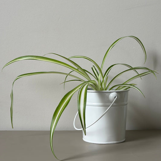 Spider Plant in Metal Bucket Planter (Tall)