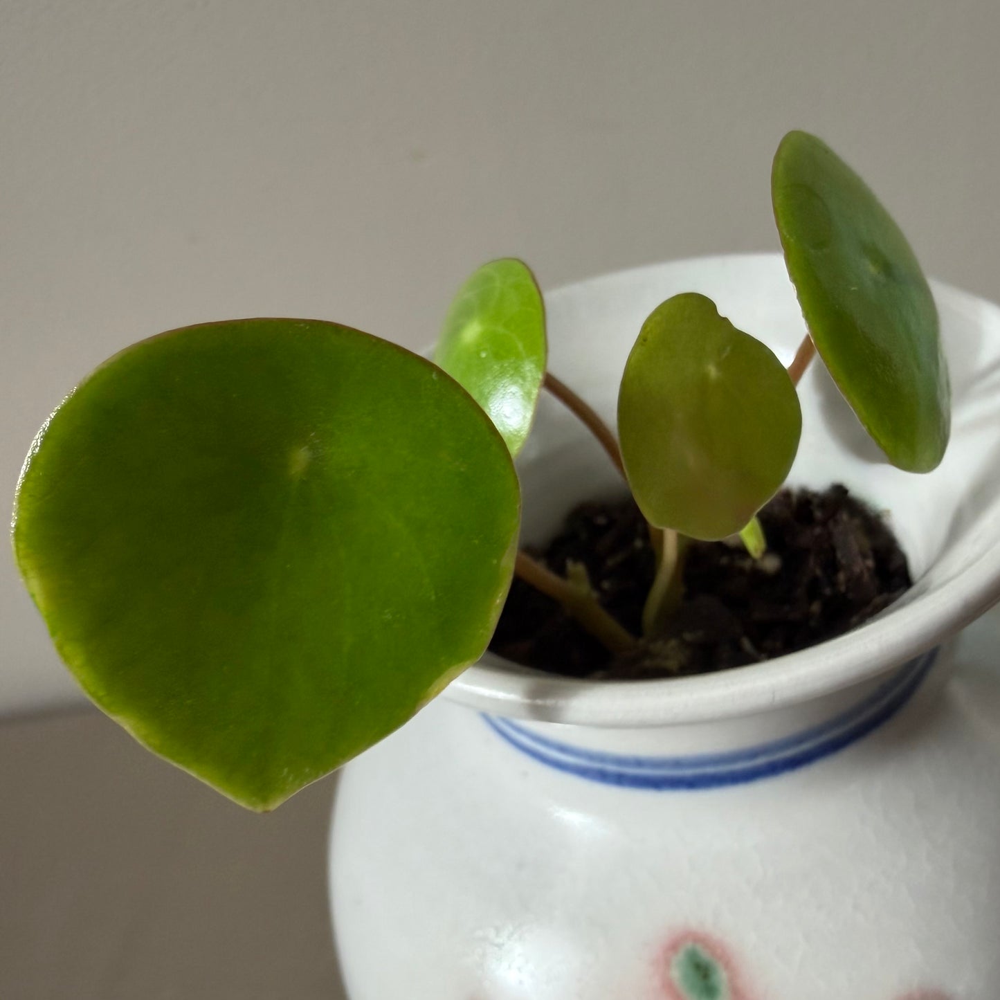 Raindrop Peperomia in vintage floral vase