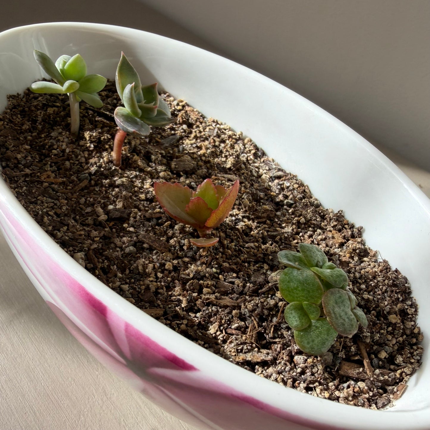 Succulent Collection in Villeroy & Boch Bowl