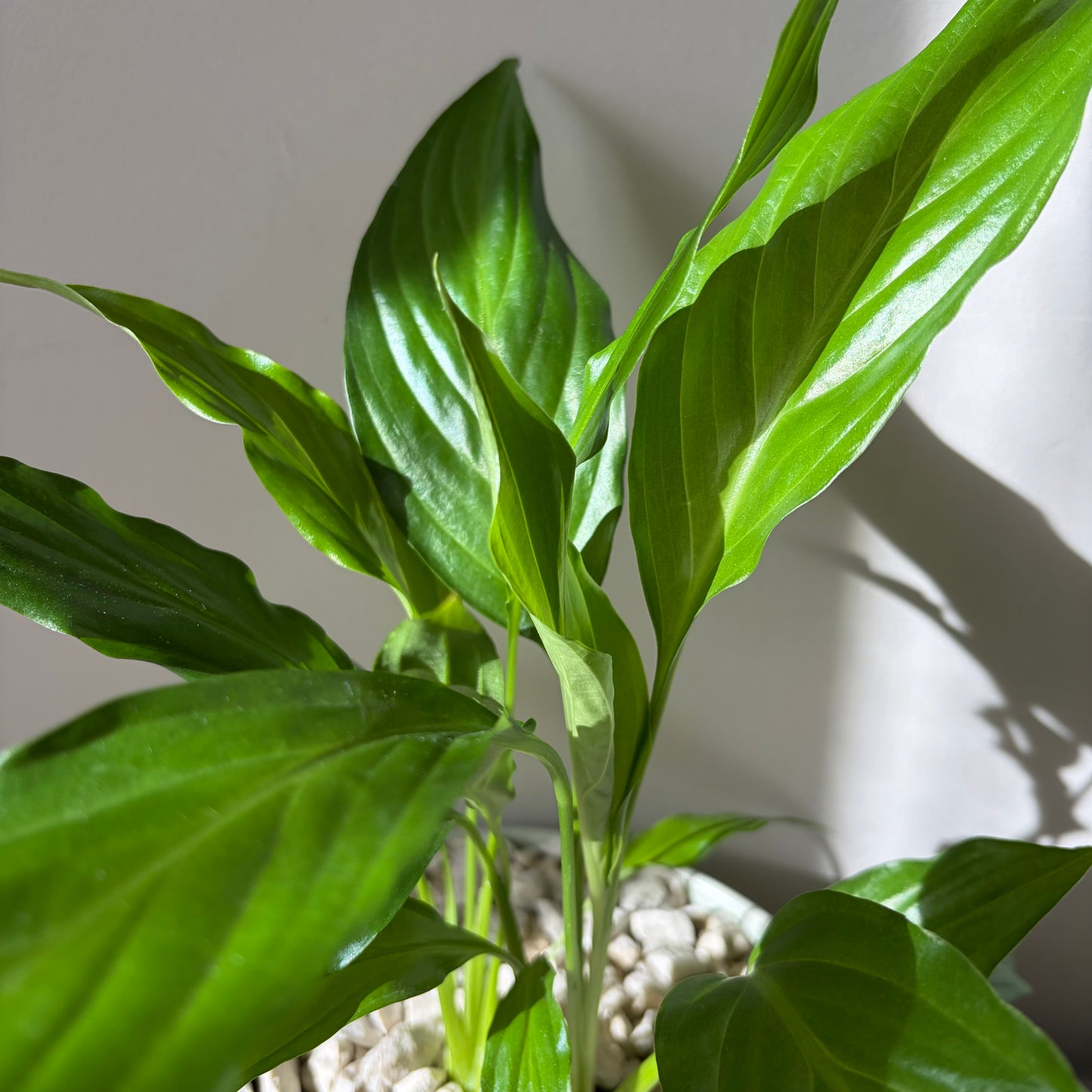 Peace Lily in a ceramic bowl