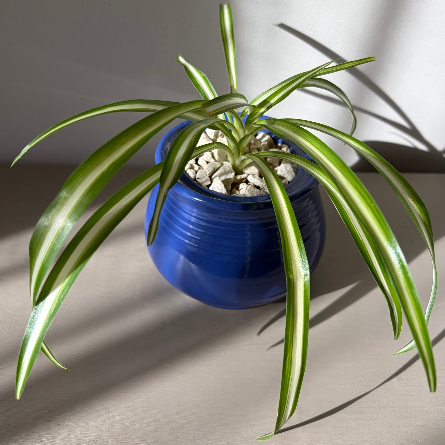 Spider Plant in Cobalt Ceramic Pot