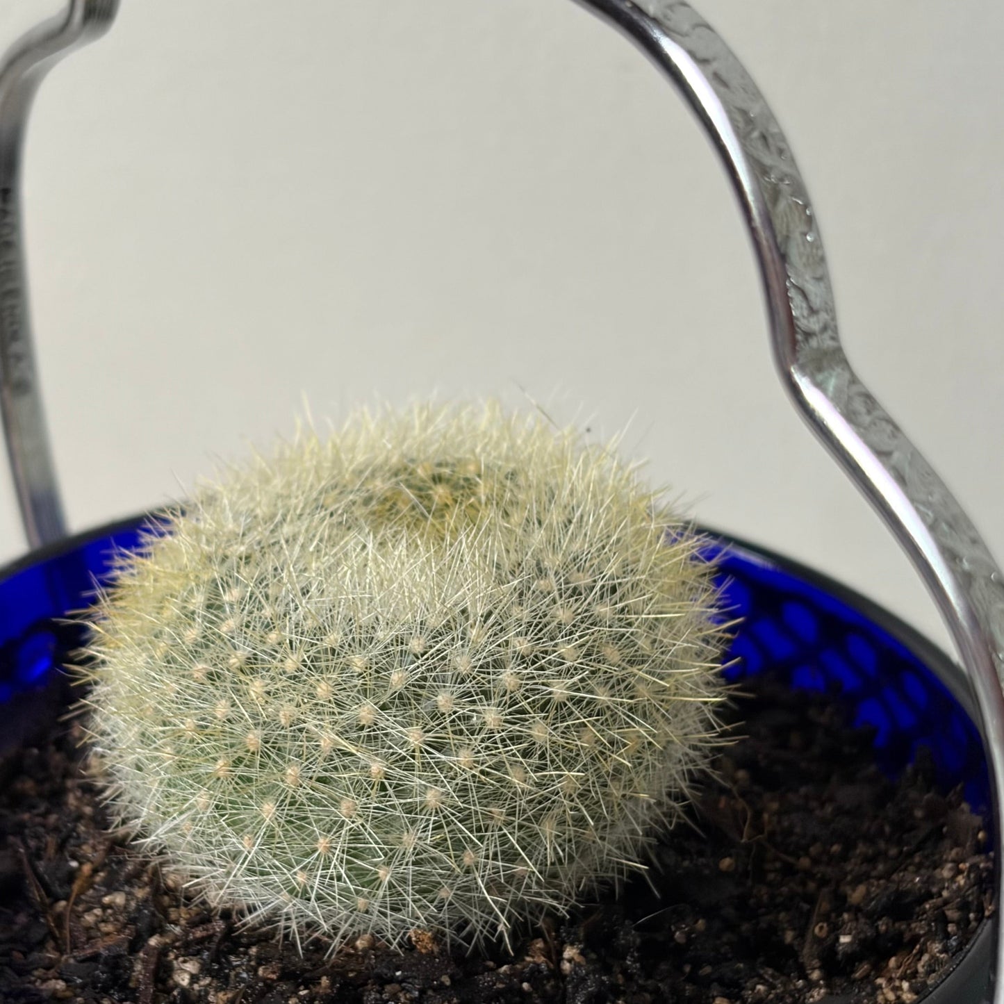 Mammillaria hahniana in Vintage Silver Dish