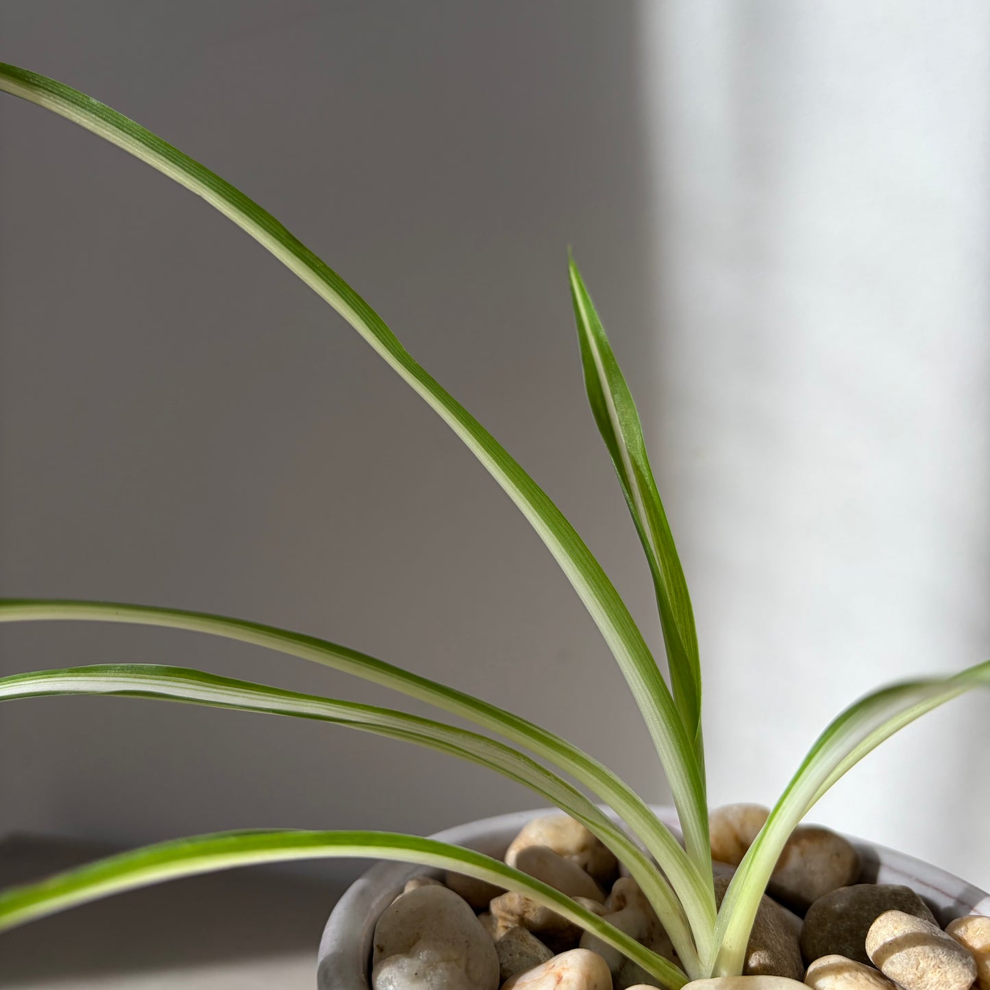 Spider Plant in Modern Two-Tone Ceramic Planter