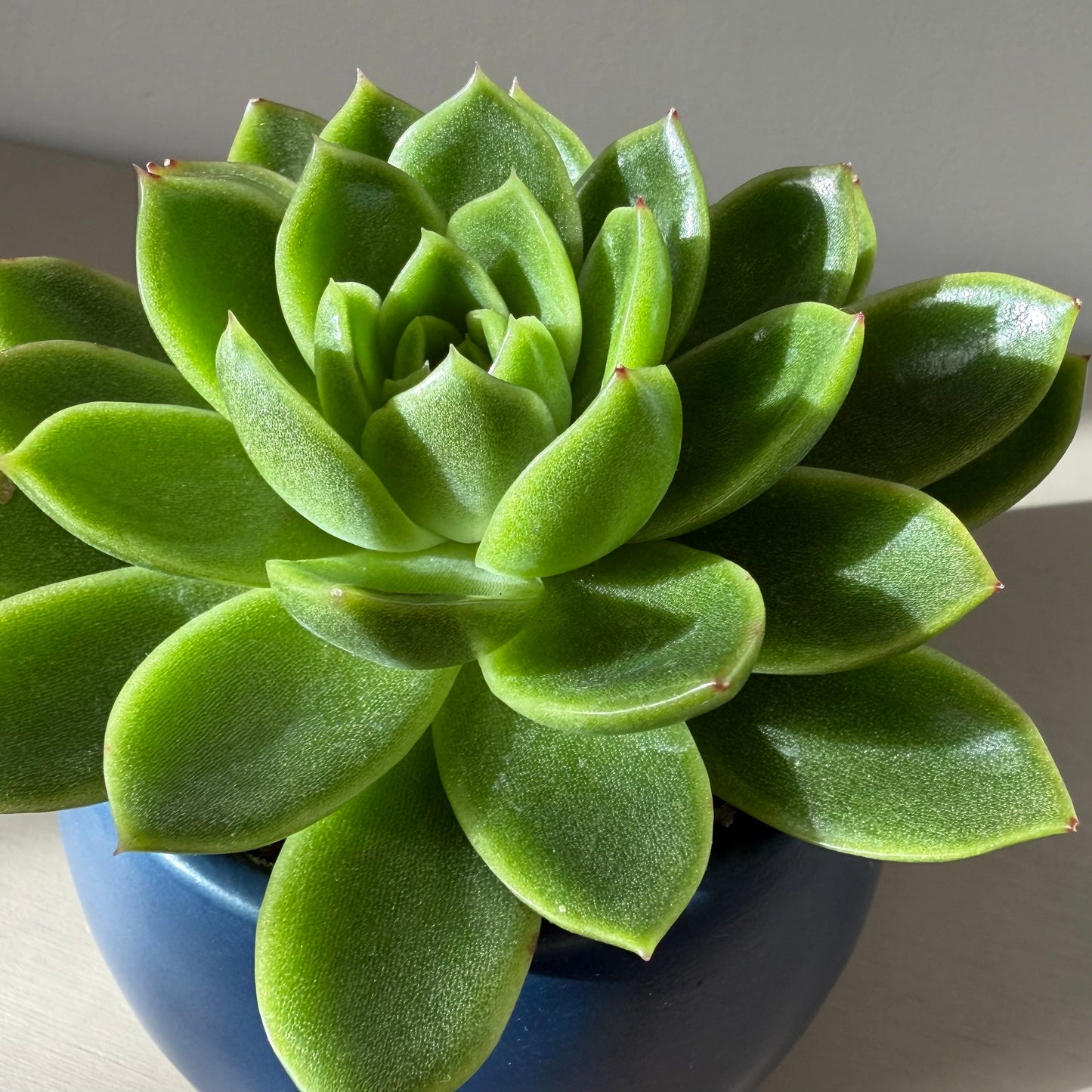 Echeveria Miranda in Blue Ceramic Pot