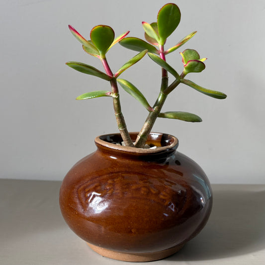 Brown Chinese Glazed Crock with Double-Headed Jade Plant