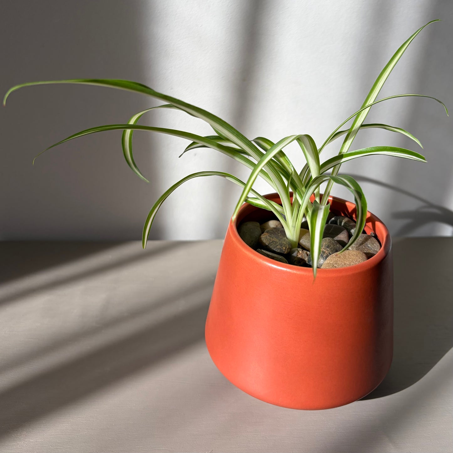 Spider Plant Cluster in Terracotta (3 Plants)