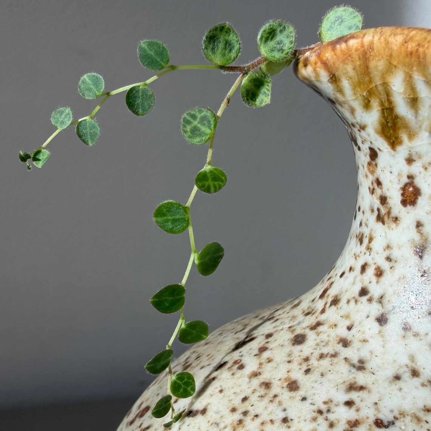 String of Turtles in a handmade speckled stoneware jug