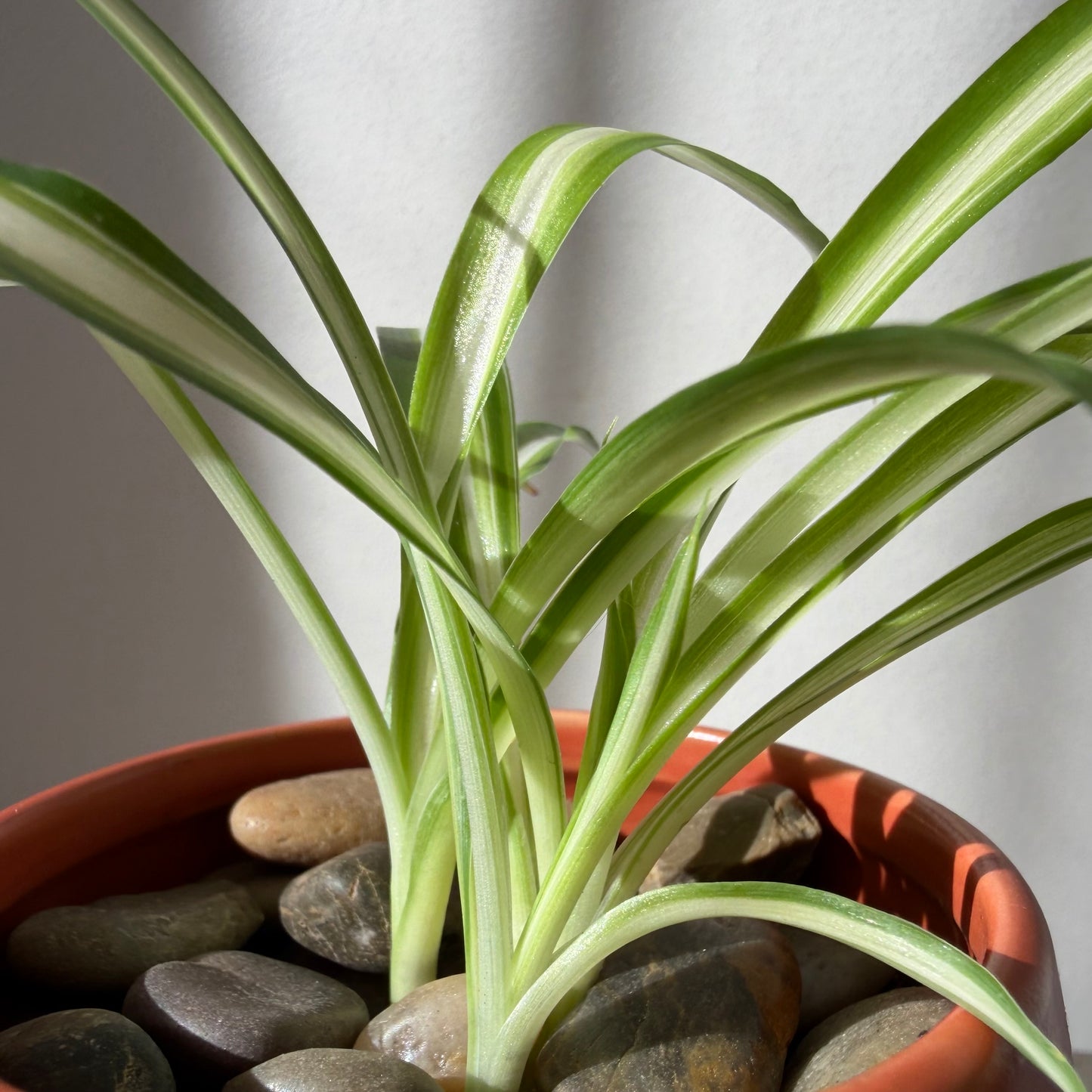Spider Plant Cluster in Terracotta (3 Plants)