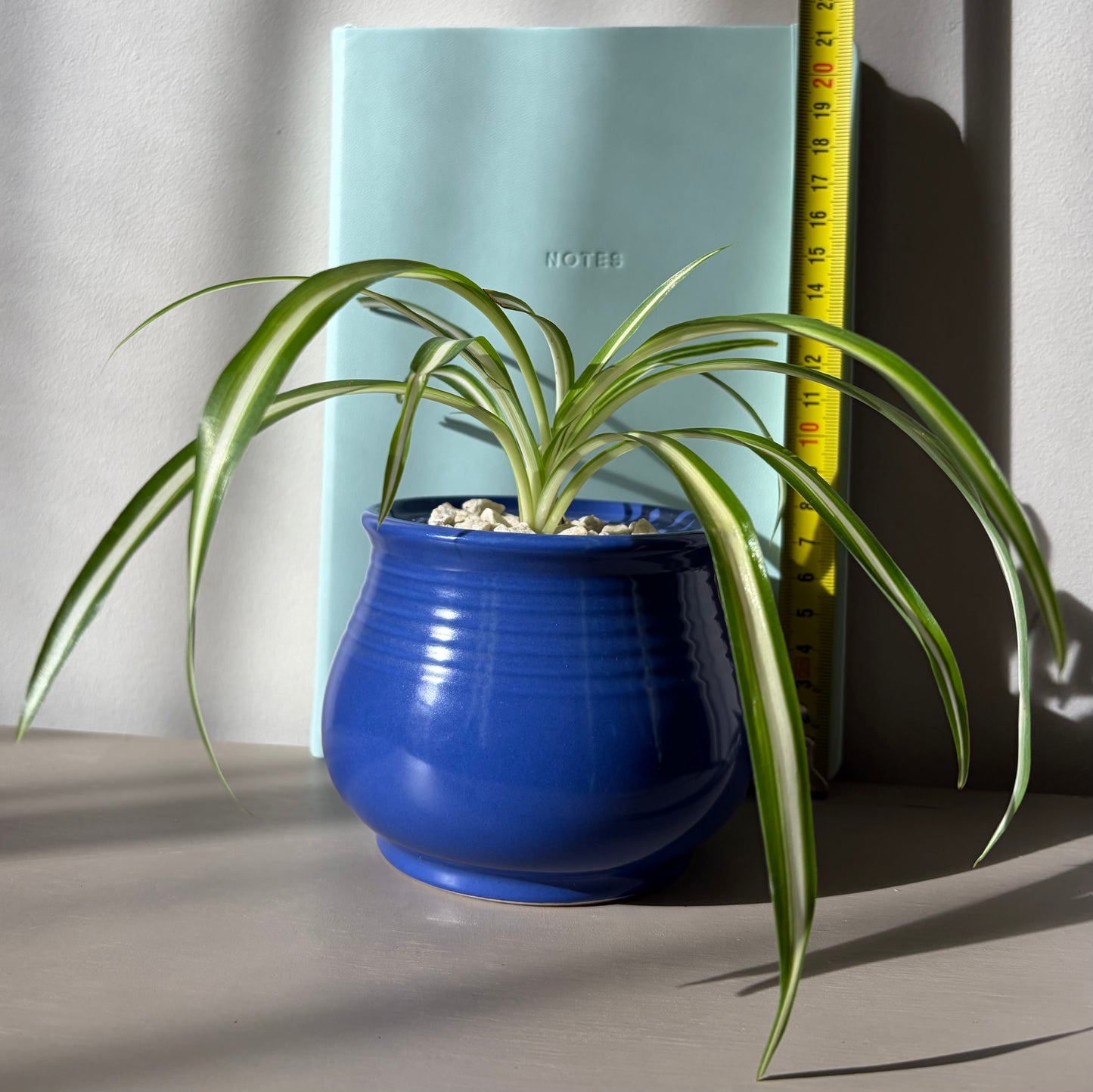Spider Plant in Cobalt Ceramic Pot