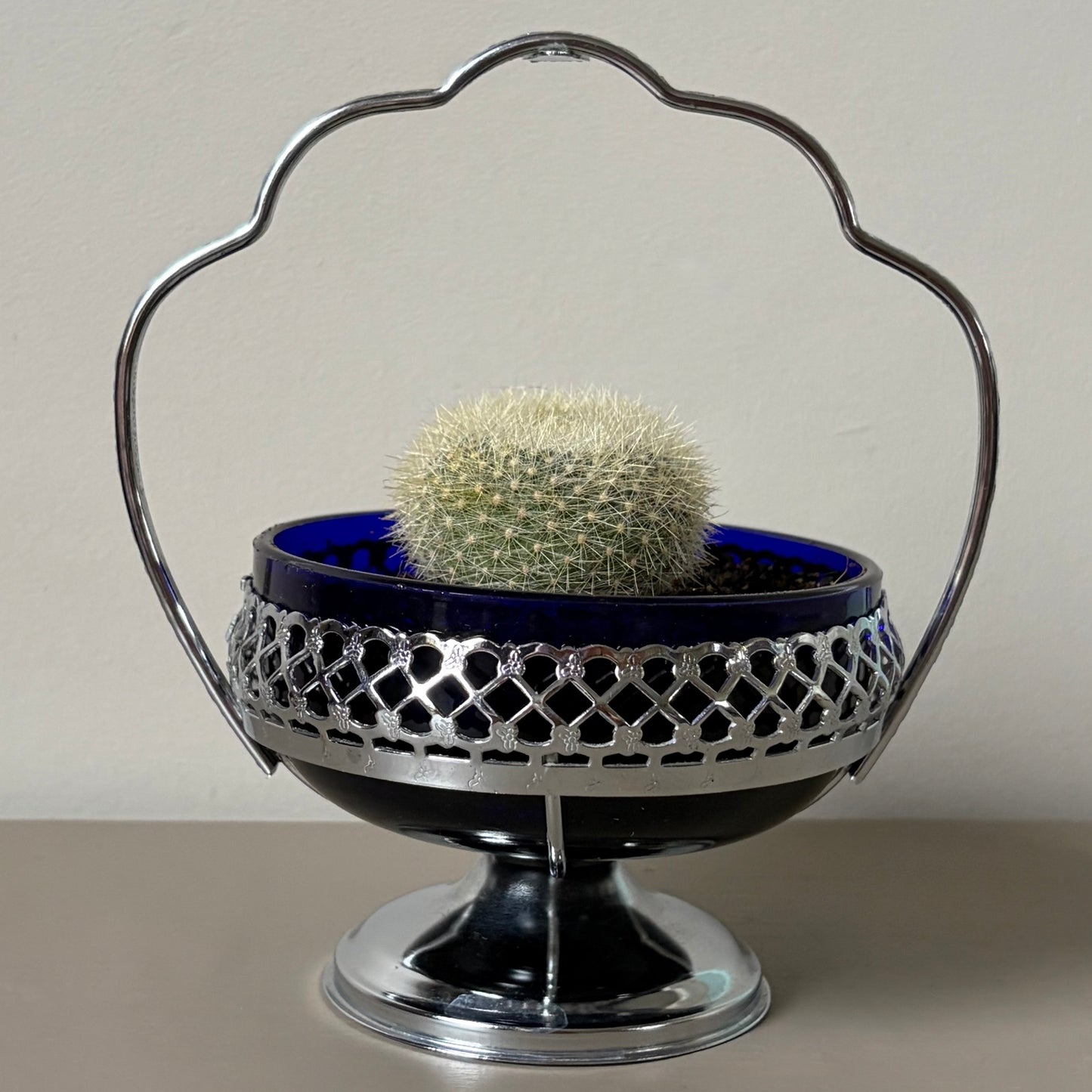 Mammillaria hahniana in Vintage Silver Dish