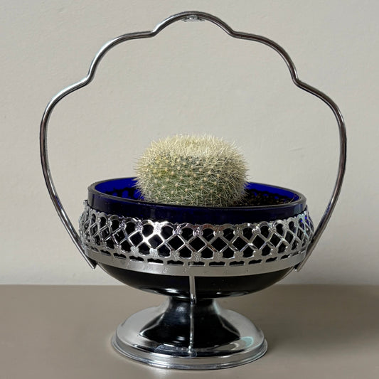 Mammillaria hahniana in Vintage Silver Dish